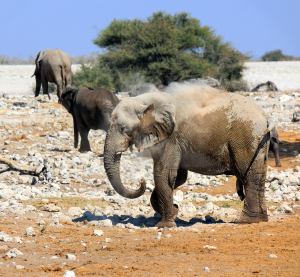 Mehrere Elefanten wandern durch eine trockene, steinige Savannenlandschaft; einer wirft Staub auf seinen R&uuml;cken.