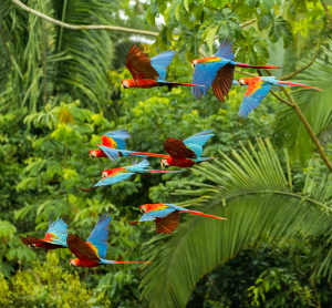 Fliegende bunte Aras über dem Regenwald in Peru.