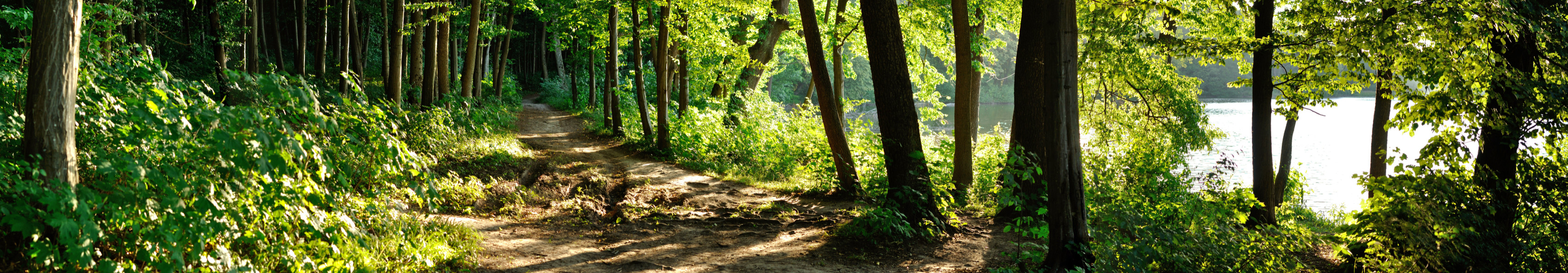 Holpriger Wanderweg inmitten eines Waldes