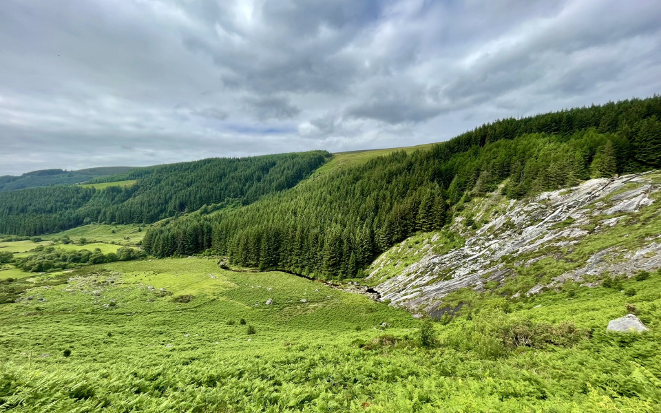 Gr&uuml;ne Landschaft mit kleinen H&uuml;geln und W&auml;ldern in den Wicklow Mountains in Irland